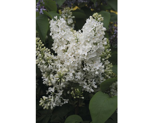 Edelflieder FloraSelf Syringa vulgaris 'Mme Florent Stepman' H 40-60 cm Co 3 L Nahaufnahme einer weißen Fliederblüte mit grünen Blättern