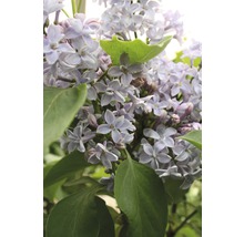 Edelflieder FloraSelf Syringa vulgaris 'Président Grévy' H 60-80 cm Co 10 L, gefüllte, duftende Blüte