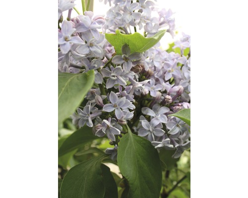 Edelflieder FloraSelf Syringa vulgaris 'Président Grévy' H 60-80 cm Co 10 L, gefüllte, duftende Blüte Edelflieder FloraSelf Syringa vulgaris 'Président Grévy' H 60-80 cm Co 10 L, gefüllte, duftende Blüte