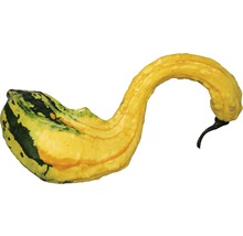 Gelber Zierkürbis