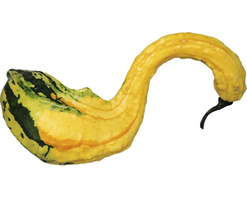 Gelber Zierkürbis