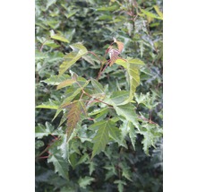 Feuer-Ahorn FloraSelf Acer ginnala H 100-150 cm Co 10 L-thumb-0