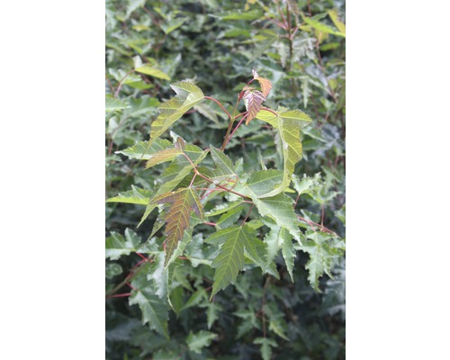 Feuer-Ahorn FloraSelf Acer ginnala H 100-150 cm Co 10 L-0