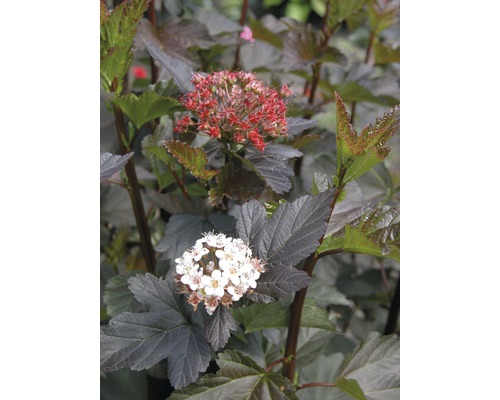 Blasenspiere FloraSelf Physocarpus opulifolius "Diabolo"® H 80-100 cm Co 10 L Blütenstände des Blasenstrauchs mit dunklen Blättern