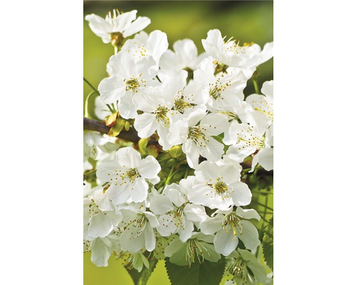 Zierkirsche FloraSelf Prunus incisa "Kojou-no-mai" Halbstamm 40 cm H 60-80 cm Co 6 L