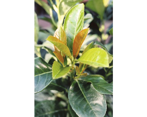 Kirschlorbeer FloraSelf Prunus laurocerasus "Etna"® H 60-80 cm Co 10 L