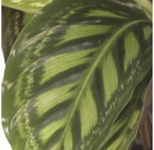 Korbmarante FloraSelf Calathea 'Flamestar' H 45-55 cm Ø 14 cm Topf