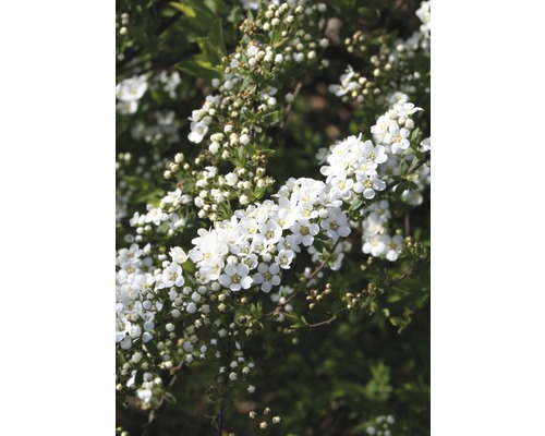 Weiße Rispenspiere FloraSelf Spiraea cinerea "Grefsheim" H 80-100 cm Co 10 L