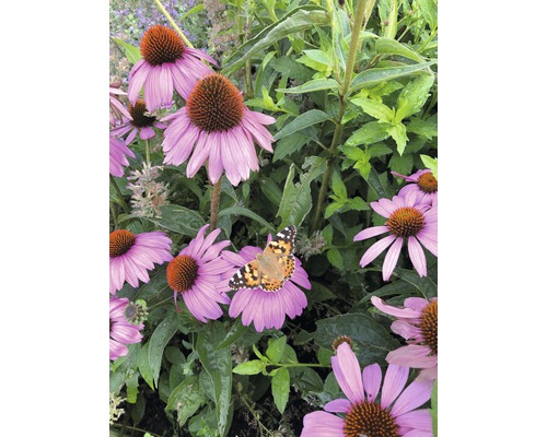 Nahaufnahme von Purpursonnenhut Blumen mit Schmetterling im Garten.