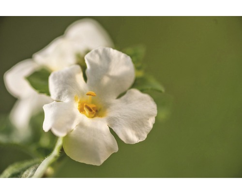 Nahaufnahme einer Nemesie-Blume mit gelber Mitte.