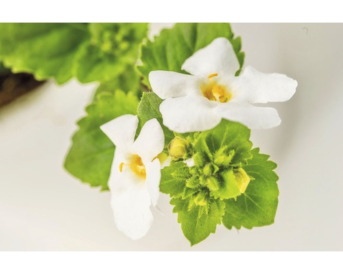 Nahaufnahme von Bachblüten mit weißen Blütenblättern und grünen Blättern