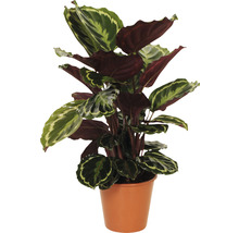 Korbmarante FloraSelf Calathea 'Medallion' H 40-60 cm Ø 19 cm Topf