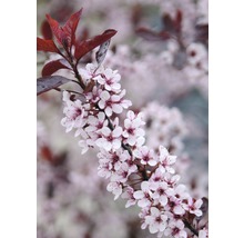 Zwerg-Blut-Pflaume FloraSelf Prunus cistena H 100-125 cm Co 15 L