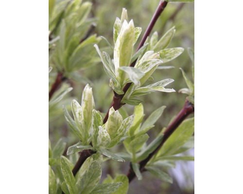 Weißbunte Weide FloraSelf Salix integra "Hakuro Nishiki" H 80-100 cm Co 15 L
