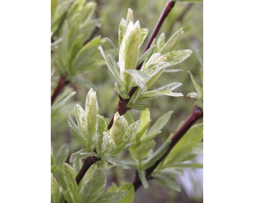 Weißbunte Weide FloraSelf Salix integra "Hakuro Nishiki" H 80-100 cm Co 15 L Blätter einer Zierpflanze im Detail