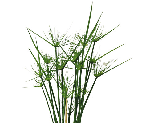 Zyperngras Pflanze für den Gartenteich