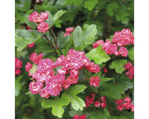Echter Rotdorn FloraSelf Crataegus laevigata "Paul's Scarlet" H 150-175 cm Co 18 L Blühender Zierstrauch mit roten Blüten