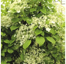 Kletter-Hortensie FloraSelf Hydrangea petiolaris H 125-150 cm Co 18 L