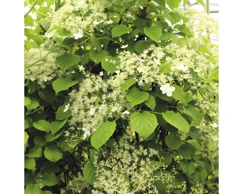 Kletter-Hortensie FloraSelf Hydrangea petiolaris H 125-150 cm Co 18 L