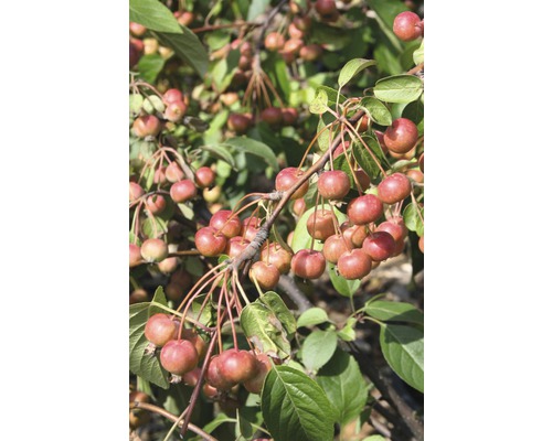 Zierapfel FloraSelf Malus "Red Sentinel" Halbstamm 40 cm H 100-125 cm Co 6 L Zierapfelbaum mit reifen Früchten und grünen Blättern
