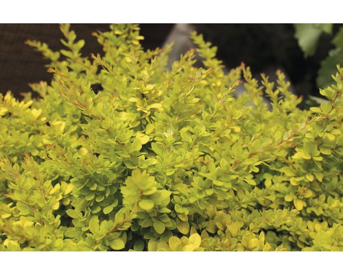 Zwergberberitze FloraSelf Berberis thunbergii "Sunsation"® H 50-60 cm Co 15 L