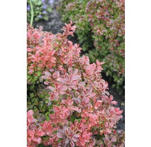 Zwergberberitze FloraSelf Berberis thunbergii "Admiration"® H 40-50 cm Co 15 L-thumb-0