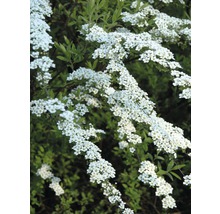 Blühender Spierstrauch mit weißen Blüten