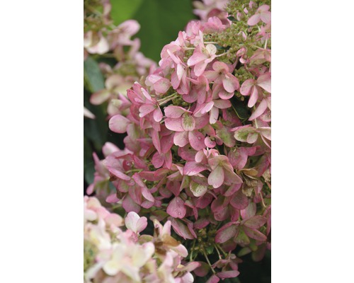 Rispen-Hortensie FloraSelf Hydrangea paniculata 'Wim´s Red'® H 100-125 cm Co 18 L-0