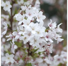 Nahaufnahme von weißen Kirschblüten