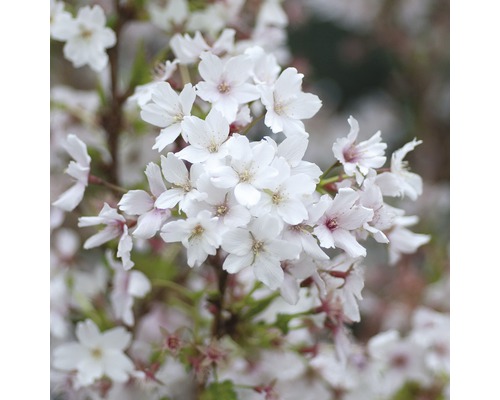 Zwergzierkirsche FloraSelf Prunus kurilensis 'Brillant' H 125-150 cm Co 15 L Nahaufnahme von weißen Kirschblüten