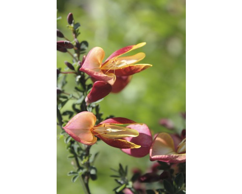 Cremefarben rosa Ginster FloraSelf Cytisus praecox 'Zeelandia' H 100-125 cm Co 15 L Blüte der Korallenraute im Detail