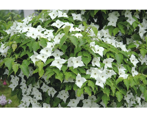 Chinesischer Blumen-Hartriegel FloraSelf Cornus kousa 'Milky Way' H 100-125 cm Co 18 L