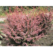 Berberitze FloraSelf Berberis thunbergii 'Harlequin' H 50-60 cm Co 15 L