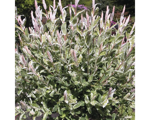 Weißbunte Weide FloraSelf Salix integra "Hakuro Nishiki" Halbstamm 125 cm H 150-175 cm Co 18 L