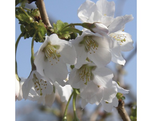 Zierkirsche FloraSelf Prunus incisa "Kojou-no-mai" H 50-60 cm Co 10 L