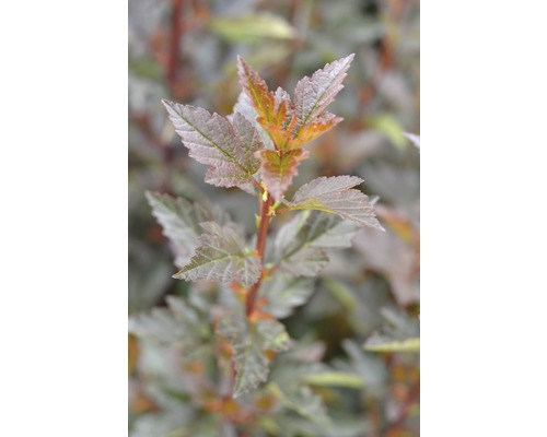 Blasenspiere FloraSelf Physocarpus opulifolius 'Little Devil' H 80-100 cm Co 10 L Nahaufnahme einer Fasanenspiere mit Blättern