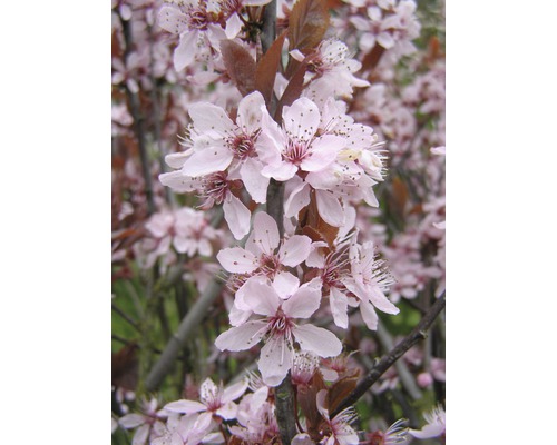 Blutpflaume FloraSelf Prunus cerasifera 'Nigra' Halbstamm 125 cm H 150-175 cm Co 18 L