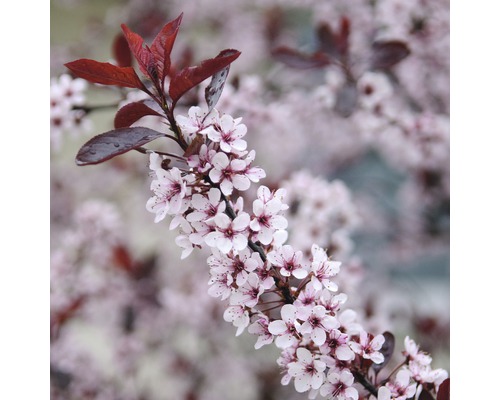 Zwerg-Blutpflaume FloraSelf Prunus cistena Halbstamm 125 cm H 150-175 cm Co 18 L