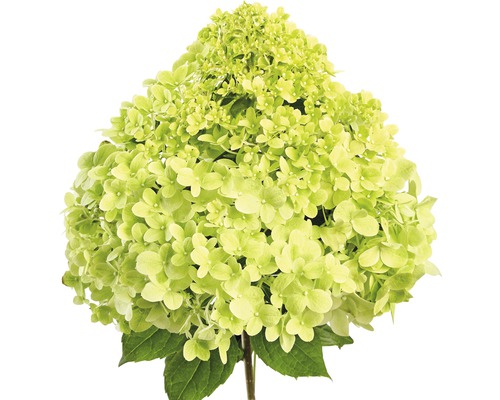 Hortensie mit Blüte