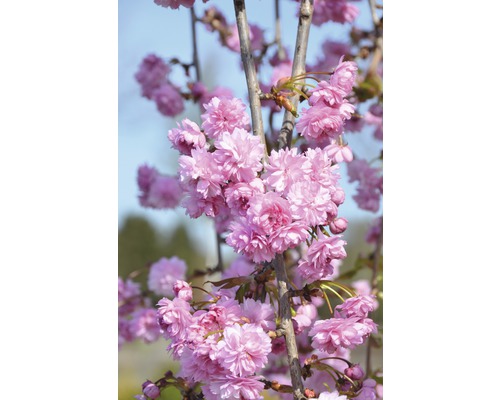 japanische Hänge-Nelkenkirsche FloraSelf Prunus serrulata 'Kiku-shidare-Zakura' Halbstamm 125 cm H 125-150 cm Co 18 L