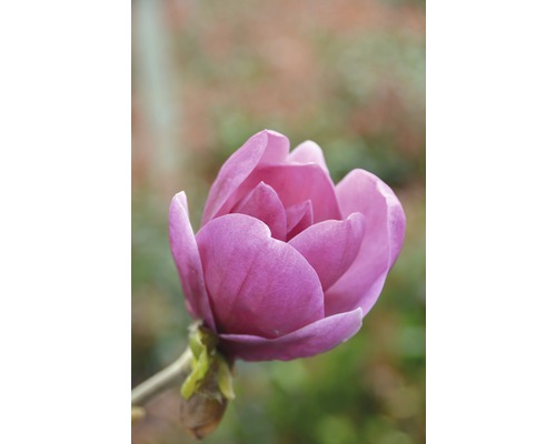 Magnolie FloraSelf Magnolia 'Black Tulip' H 100-125 cm Co 18 L
