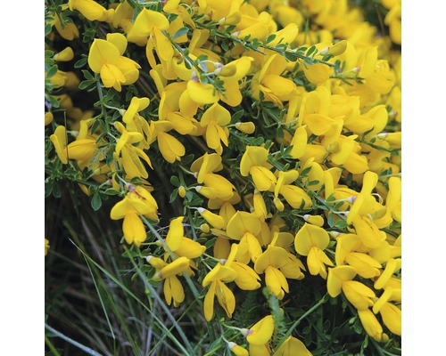 Gelber Ginster Stamm 80 cm FloraSelf Cytisus scoparius 'Golden Sunlight' Gesammthöhe 100-110 cm Co 18 L