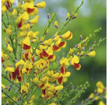Gelbroter Ginster Stamm 80 cm FloraSelf Cytisus scoparius 'Andreas Splendens' Gesammthöhe 100-125 cm Co 18 L