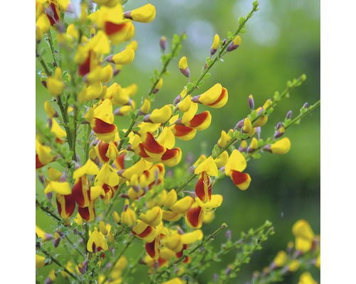 Edelginster FloraSelf Cytisus scoparius 'Andreas Splendens' Halbstamm 80 cm H 100-125 cm Co 18 L