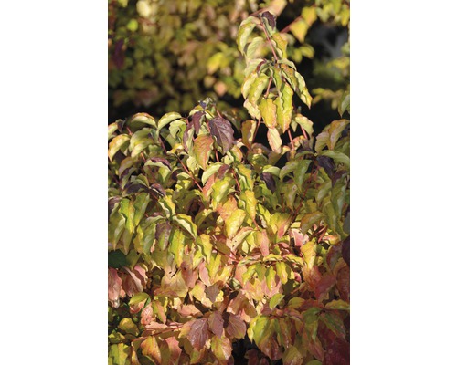 Hartriegel FloraSelf Cornus sanguineum 'Anny's Winter Orange' H 80-100 cm Co 10 L