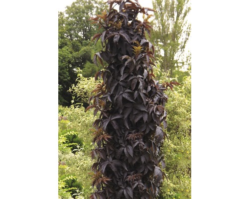Holunder FloraSelf Sambucus nigra 'Black Tower' H 80-100 cm Co 15 L