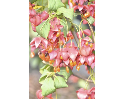 Großfrüchtiges Pfaffenhütchen FloraSelf Euonymus planipes H 80-100 cm Co 18 L