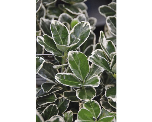 Spindelstrauch FloraSelf Euonymus japonica 'Kathy' Halbstamm 40 cm H 60-80 cm Co 6 L Immergrüner Spindelstrauch mit grün-weissem Laub