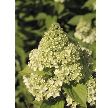 Rispenhortensie FloraSelf Hydrangea paniculata 'Limelight' Halbstamm 125 cm H 150-175 cm Co 18 L