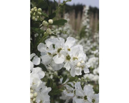 hängende Prunkspiere FloraSelf Exochorda macrantha 'The Bride' H 40-60 cm Co 6 L Strauch mit weißen Blüten